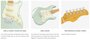Sire Larry Carlton S5 Electrische gitaar_